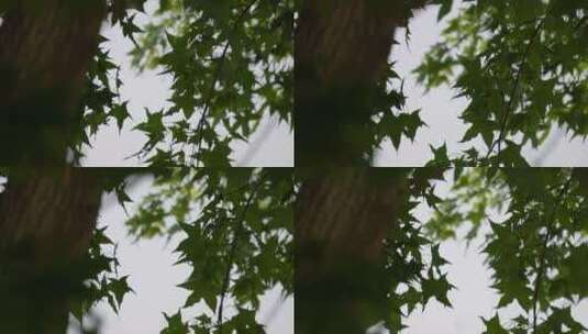 枫叶树叶植物叶脉光合作用高清在线视频素材下载