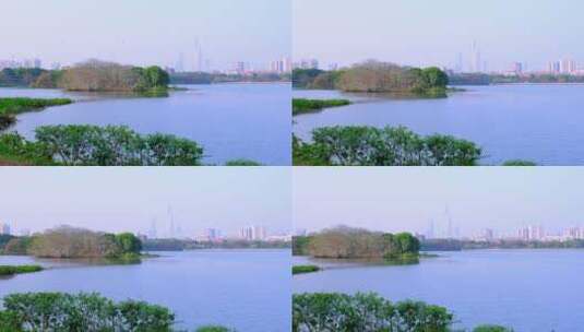 广州海珠湖公园鸟岛与珠江新城建筑风光高清在线视频素材下载
