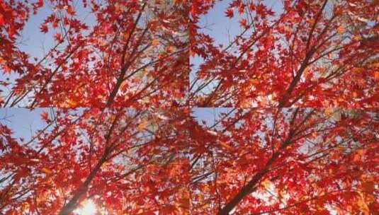 阳光下的枫叶多彩枫树高清在线视频素材下载