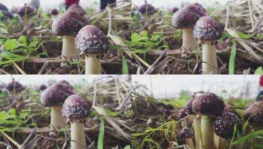 菌菇种植高清在线视频素材下载