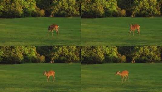 夕阳下一只可爱小鹿走在草地上高清在线视频素材下载