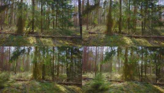 森林中的松树高清在线视频素材下载