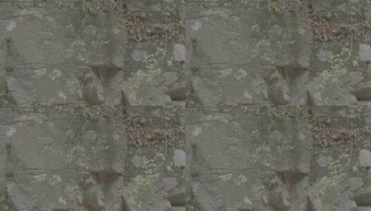 石头上的苔藓LOG高清在线视频素材下载