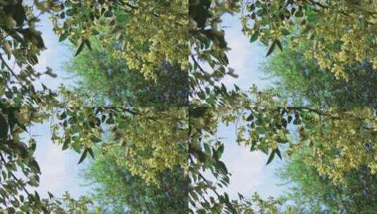 蓝天下的清新绿叶空镜高清在线视频素材下载
