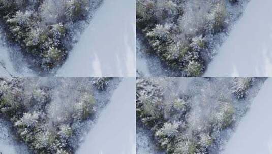 冬季的森林高清在线视频素材下载