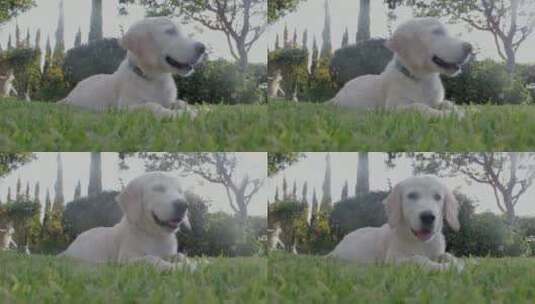 白色小狗趴在草地上高清在线视频素材下载