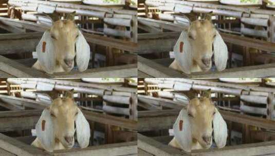 马厩里的一只白山羊高清在线视频素材下载