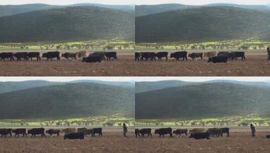牛和牧羊人穿过田野高清在线视频素材下载
