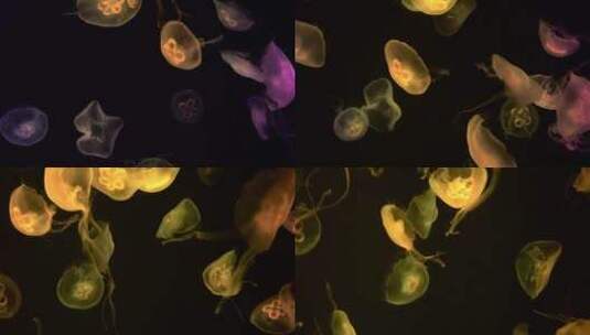 水母在黑色的背景下游泳高清在线视频素材下载