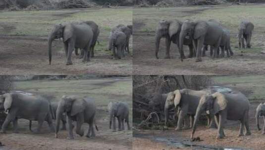 一群可爱的大象一起走在广阔的草原上高清在线视频素材下载