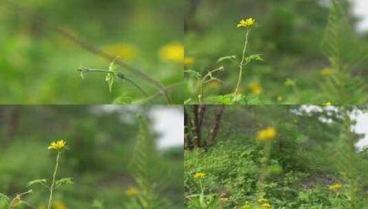 微距特写绿色植物黄色花朵藤蔓高清在线视频素材下载