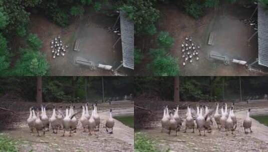 视频餐饮美食食材视频高清在线视频素材下载