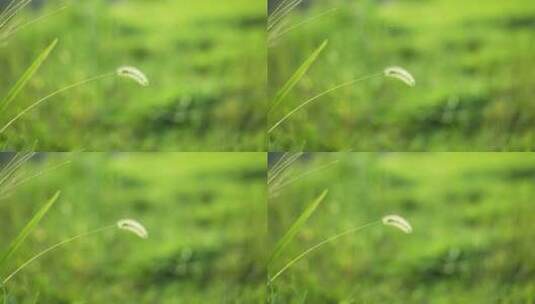 狗尾草特写草丛野生植物高清在线视频素材下载