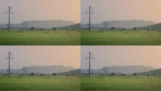农村黄昏稻田绿油油夕阳下的水稻高清在线视频素材下载