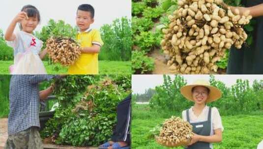 花生产地高清在线视频素材下载