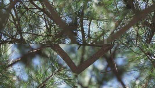 迎客松古柏松树保护树木高清在线视频素材下载