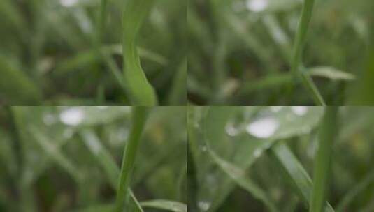 小草和植物叶子上的雨滴特写高清在线视频素材下载