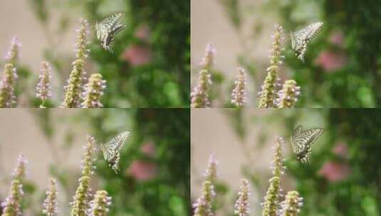 蝴蝶飞舞慢镜头特写高清在线视频素材下载