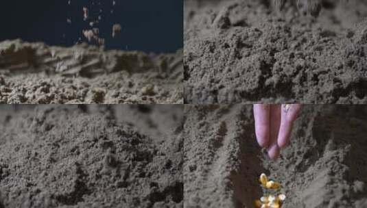 特写土壤播种升格视频高清在线视频素材下载