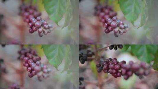 乡村振兴农业种植视频果园紫红色咖啡豆特写高清在线视频素材下载