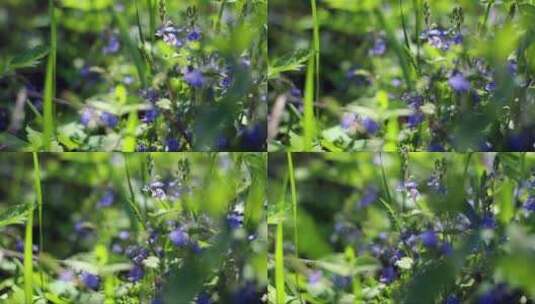 带阳光的野生森林中美丽的蓝色春天花的特写高清在线视频素材下载