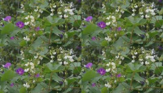 花丛中的小白花高清在线视频素材下载