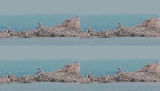8k实拍海边礁石上的海鸟海鸥高清在线视频素材下载