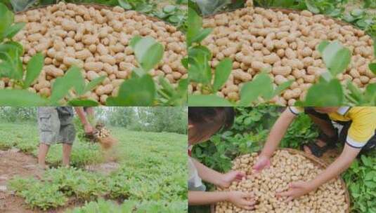 花生种植高清在线视频素材下载