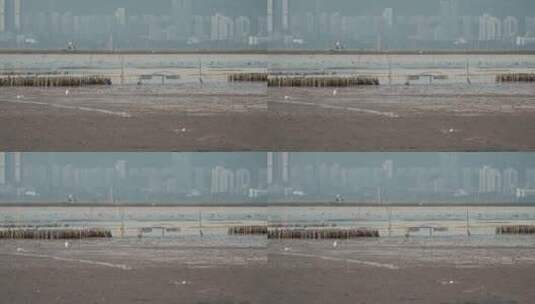 深圳湾海水海浪沙滩视频高清在线视频素材下载