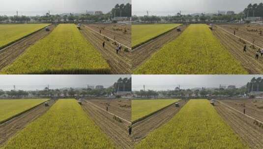 广东农业收割机割稻子丰收机械化生产高清在线视频素材下载