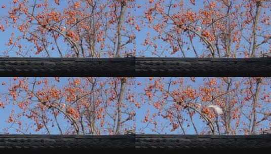 院子中的柿子树鸽子柿子高清在线视频素材下载