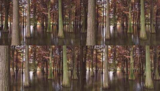 幽静的水上森林空镜美如画高清在线视频素材下载