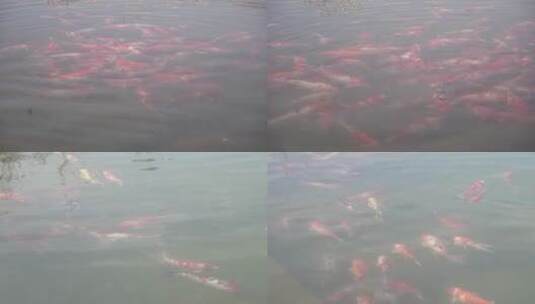 长安公园湖边一群金鱼和鸭子水中游动嬉戏2高清在线视频素材下载