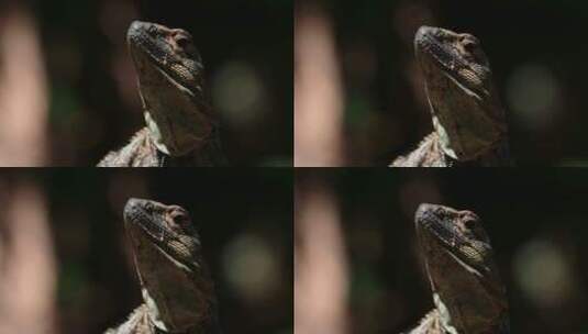 蜥蜴的特写镜头高清在线视频素材下载