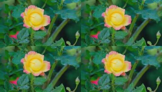 月季花 玫瑰花 鲜花 露水 春暖花开高清在线视频素材下载