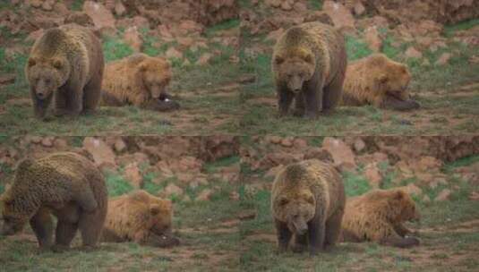 棕熊动物觅食高清在线视频素材下载