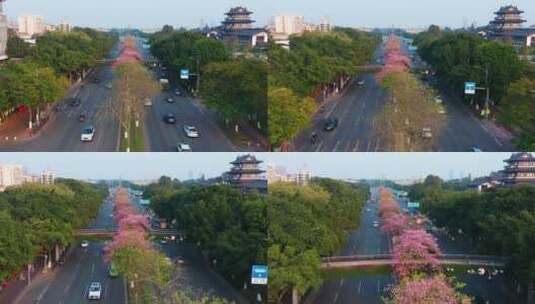 广州海珠区大塘异木棉-2高清在线视频素材下载