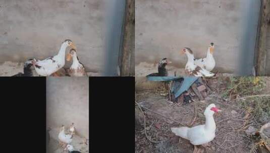 圈养的鸭子高清在线视频素材下载