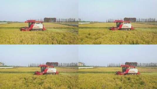 航拍割稻机秋天农田水稻田丰收粮食大米高清在线视频素材下载