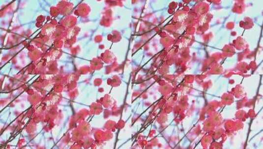 春季红色梅花景观高清在线视频素材下载