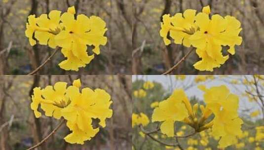 黄花风铃木特写镜头高清在线视频素材下载