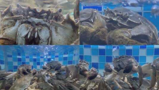 水池里的螃蟹高清在线视频素材下载