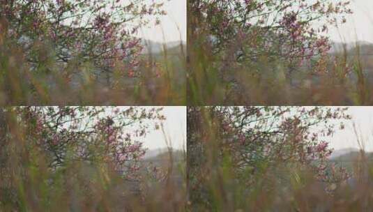 夕阳杂草中的桃花高清在线视频素材下载