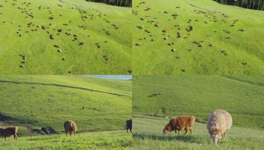 新疆伊犁大草原吃草的牛马羊高清在线视频素材下载