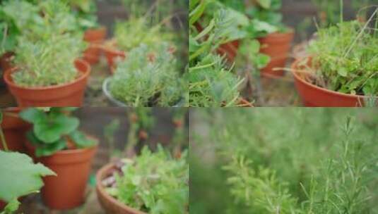阳台种菜种植蔬菜阳光照射花盆高清在线视频素材下载