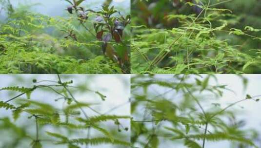 广东农村大山野草芒箕骨高清在线视频素材下载