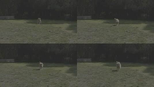 金毛狗狗在草地上开心奔跑高清在线视频素材下载