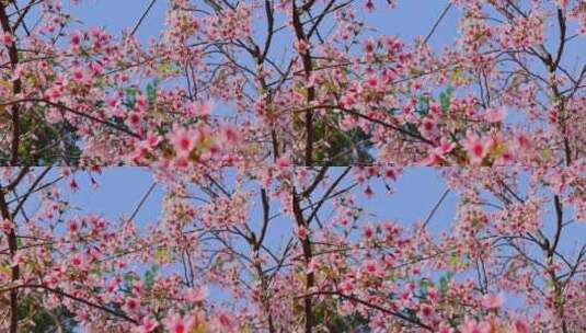 春天盛开的樱花高清在线视频素材下载