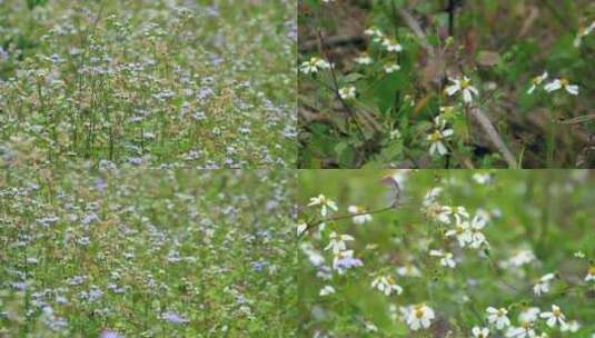 野花植物叶子绿叶草地花瓣花丛高清在线视频素材下载