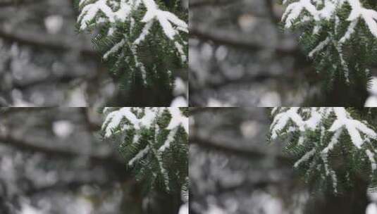 杭州西湖雪景苏堤高清在线视频素材下载